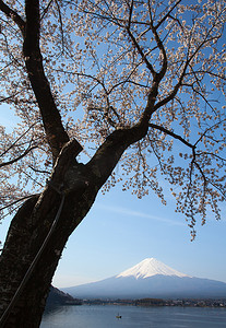 山富士山和樱花樱桃开花