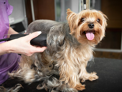 兽医诊所橱柜内带电动剃须机的动物美容犬.