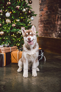 狗狼品种沙哑的白褐色的颜色坐在圣诞树附近。傍晚时分,宠物在客厅里装饰一新年房屋的冷杉树旁摆姿势.西伯利亚哈士奇圣诞前夕的概念.