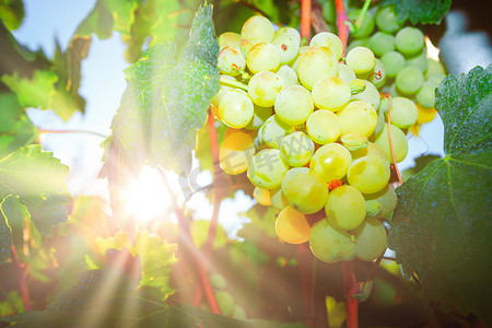 本地生长的白葡萄。用硫酸铜喷涂的葡萄叶子.阳光下的水果