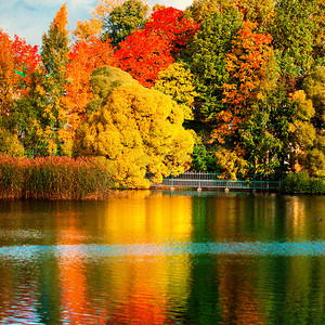 美丽的秋天公园与五颜六色的叶子, 树和湖。秋天的风景. 秋天的公园。森林在10月
