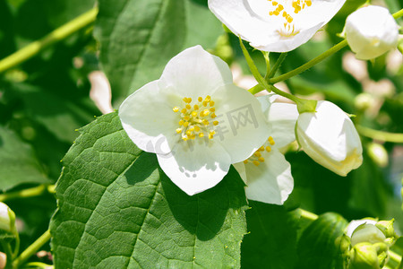 枝条摄影照片_白色茉莉花。枝条娇嫩的春花.性质