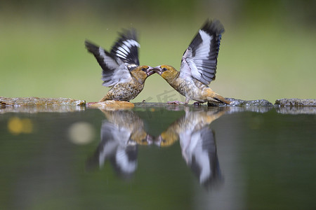 Hawfinch (Coccothraustes coccothraustes), fighting young birds at the bird bath, with reflection, Kiskunsag National Park, Hungary, Europe