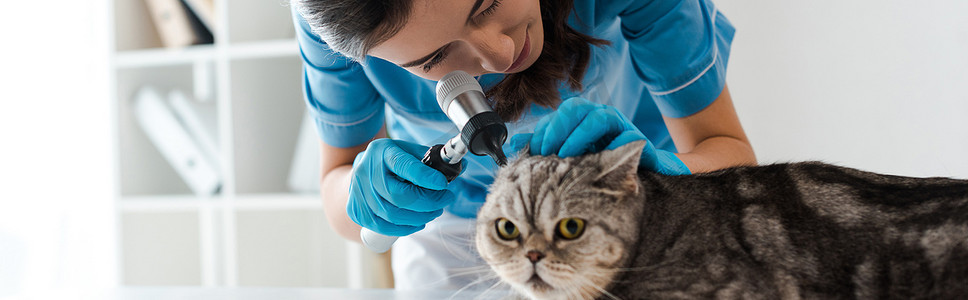 集中兽医用耳镜检查胖胖的苏格兰人直猫耳朵的全景照片