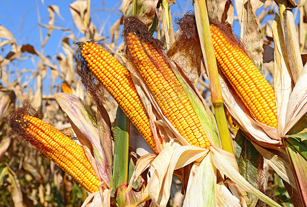 Close up view of ripe corn cobs in a field 