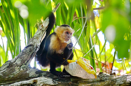 哥斯达黎加野生卡普钦猴与一袋薯片
