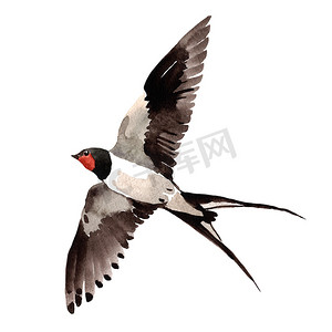 燕子飞翔摄影照片_天空鸟燕子在野生动物的孤立的水彩风格.