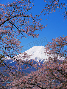 日本山崎富士市富士米古都公园的樱花和富士女士04 / 19 / 2020
