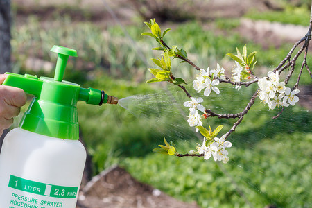 农夫用白花在水泵树枝上喷洒水溶液。在春季保护果树免受真菌病害或害虫的侵害。压力喷雾器的选择性聚焦