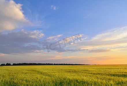 青稞摄影照片_在夏天的夕阳的天空下的青稞田