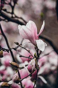 木兰花花粉红色