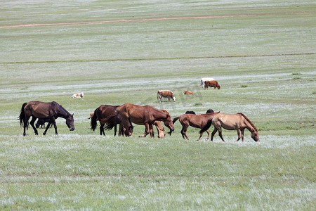 Herd of Mongolian horses with behind, a herd of cow.