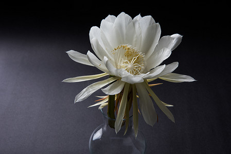木瓜炖雪莲摄影照片_雪莲初步梵天卡迈勒花或白色的莲花，它是原产于喜马拉雅山脉和印度北阿坎德邦的分离