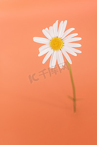 一朵菊花摄影照片_一朵菊花矗立在梯田的背景上