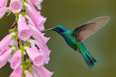 蜂鸟与粉红色的花在森林栖息地。绿色紫罗兰耳,科利布里沙西努斯,在自然热带木材栖息地,塔彭蒂Np,哥斯达黎加飞行。来自丛林的野生动物场景.