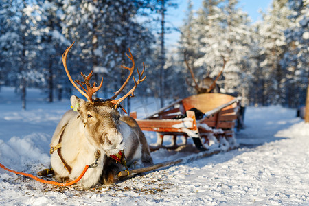 驯鹿的 safari 在芬兰