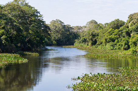 巴西湿地的美丽形象, 区域丰富的动植物群.