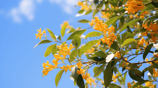 手绘卡通树枝树叶摄影照片_桂花树桂花枝摄影