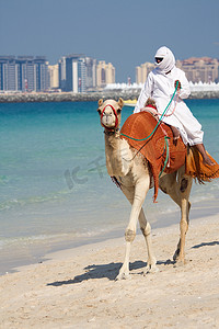 在迪拜朱美拉海滩上的骆驼