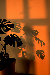 月桂树或瑞士奶酪植物在白色的花盆中，站在木制桌子上，橙色的日落背景，有坚硬的阴影。现代最小创意家居装修概念，花园房间