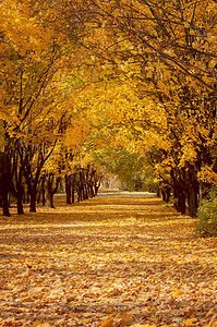 飘落摄影照片_金树巷子，飘落的树叶，秋季景观