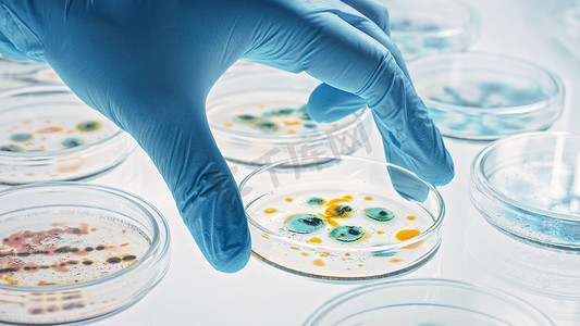 科学家与Petri Dishes一起研究各种细菌、组织和血液样本。抗生素、用DNA增强剂治疗疾病的药物研究概念。移动特写镜头