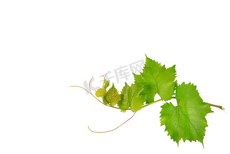 富文本编辑摄影照片_在白色背景上被隔绝的葡萄树和叶子。文本的可用空间.