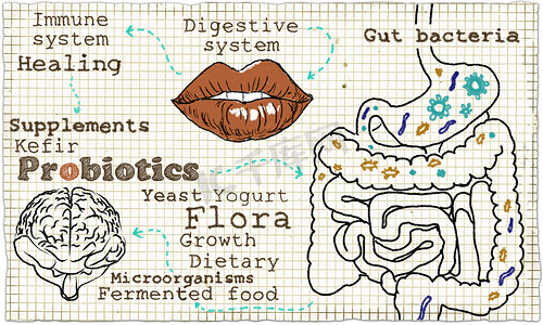 关于消化系统和益生菌的插图