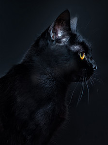黑猫的垂直肖像,黄眼睛,背景是黑色的.猫日。万圣节期间的黑猫.