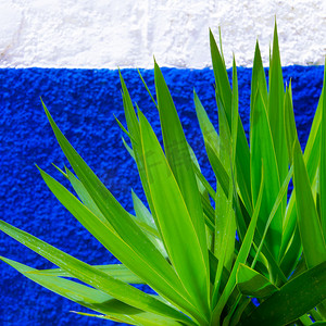 植物的墙绿党极少主义艺术设计