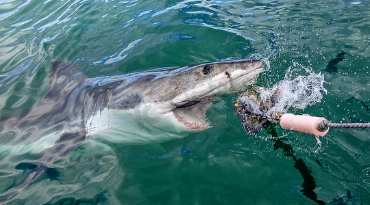 大白鲨摄影照片_嘴张开的鲨鱼从水面浮出，抓起鱼饵。 攻击大海中的大白鲨。 大白鲨，学名：Carcharodon carcharias.  