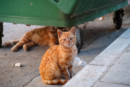 流浪猫摄影照片_流浪猫或附近垃圾容器的流浪猫