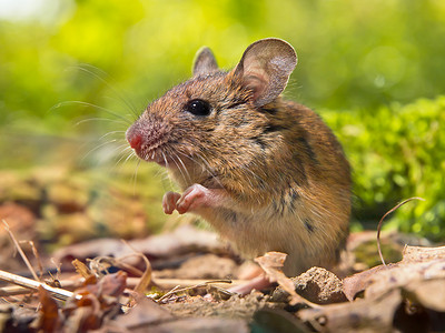 森林地面上的田鼠（Apodemus sylvaticus），前腿一起祈祷，就像在自然栖息地环境中祈祷一样