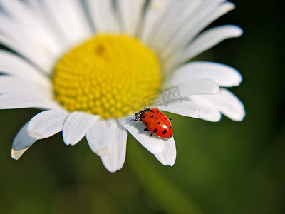在当地公园的一朵白菊花上的瓢虫或瓢虫甲虫 