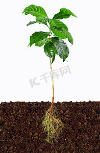 年轻的咖啡植物与土壤中的暴露根