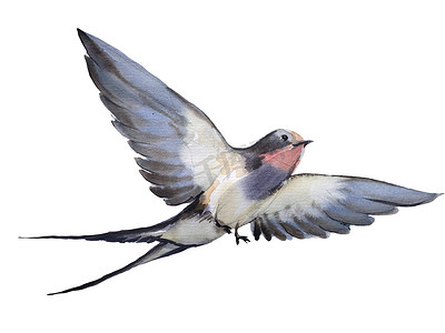 水彩画手绘插图与孤立的飞行燕子.自然设计的动物学特征。用于贺卡、明信片、壁纸、纺织品模板的对象。自由和良好的标志形象