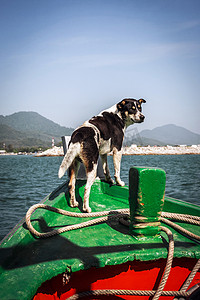 象鼻子糕摄影照片_狗导航从木船鼻子。泰国象岛.