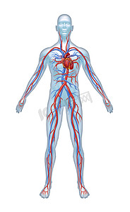 人体解剖摄影照片_人体心血管系统