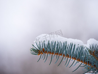 白雪覆盖的蓝云杉枝叶，夕阳西下有针头。冷杉枝条在阳光下生长.蓝色云杉，科罗拉多云杉，或科罗拉多蓝色云杉，拉丁文名为Picea pungens.