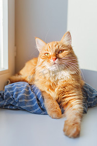 可爱的姜猫躺在窗台上的蓝色条纹衬衫上。舒适的家庭背景与国内蓬松的宠物.