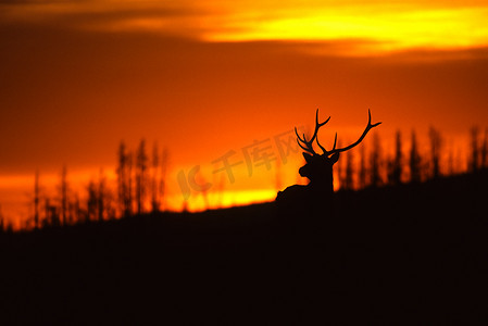 bull摄影照片_Bull Elk in Sunset