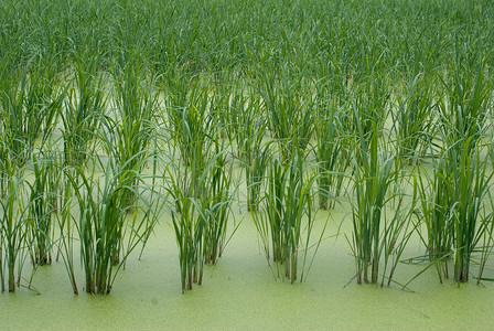 水稻秧苗在稻田里