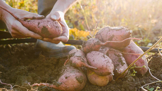 农民挖了一个作秀和收获红薯在外地