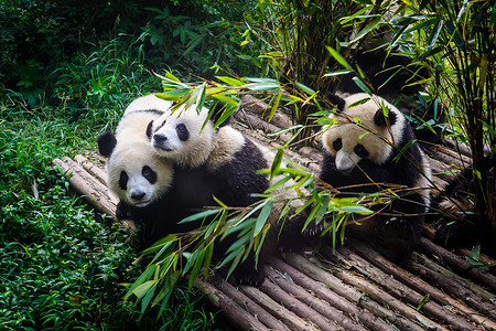 享受他们竹早餐在成都研究基地的大熊猫,