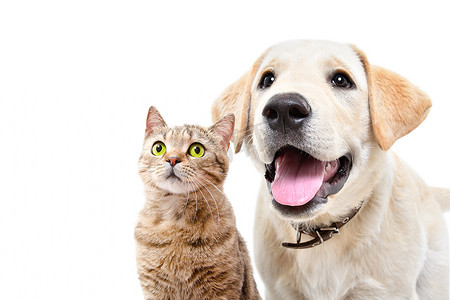 可爱的拉布拉多犬和苏格兰猫的画像，在白色背景下直接隔离在一起