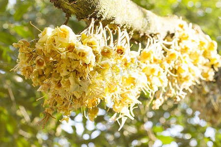 榴莲花芽在榴莲树 (选择性焦点)