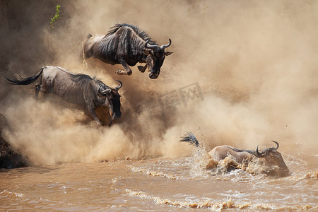 伟大的野牛移民。野生动物的图片。非洲