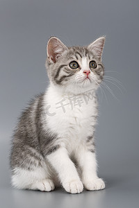 条纹条纹摄影照片_年轻人在灰色的背景上条纹的苏格兰猫.