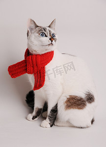 蓝眼睛的猫，一条红围巾戴浅色的背景