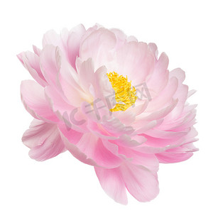 锡纸黄花鱼摄影照片_白色背景的黄花蕊粉红牡丹花
